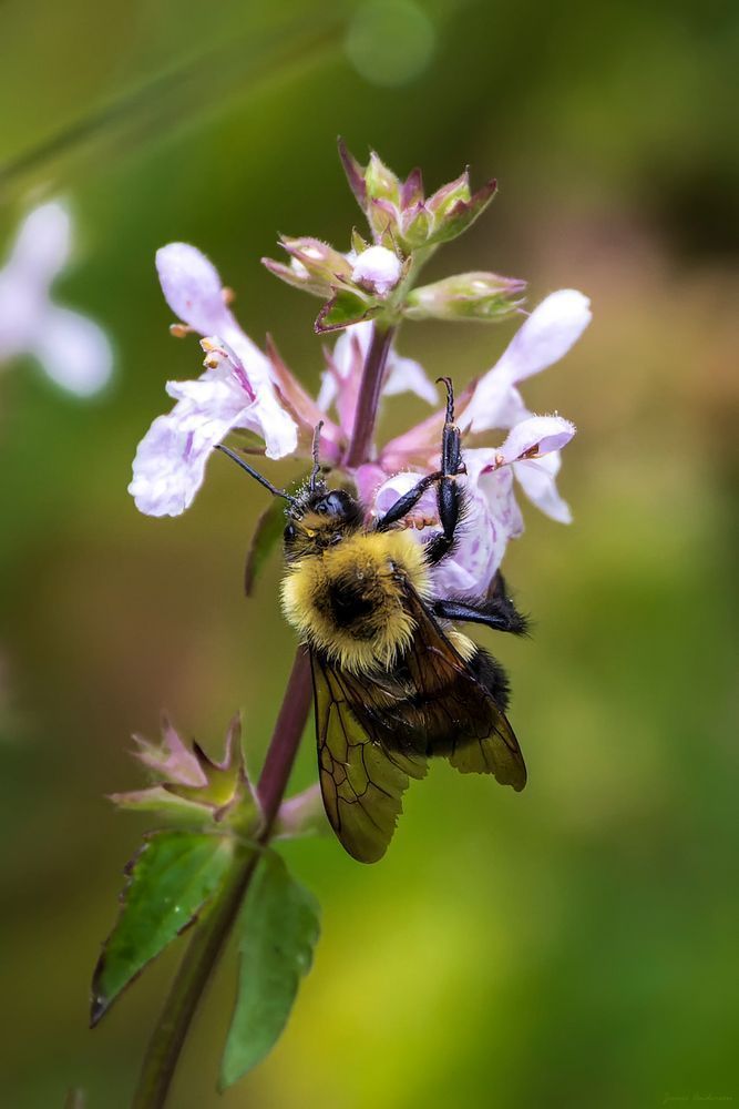 Purple Flower Pollinator