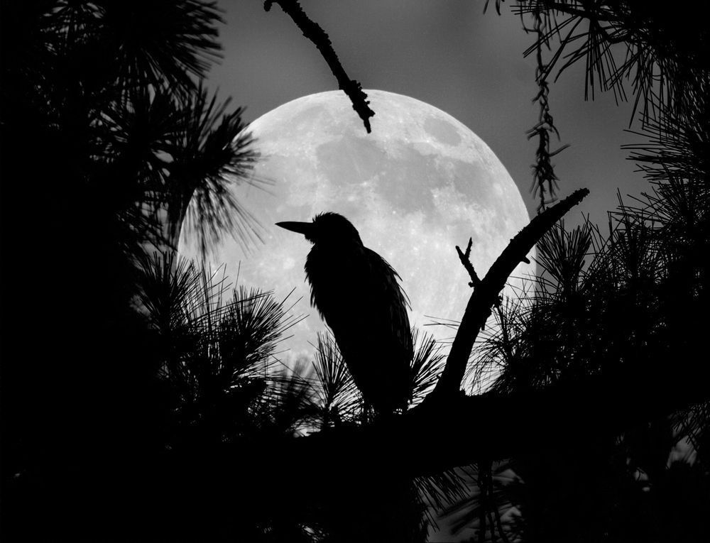 A Night Heron's Night Watch