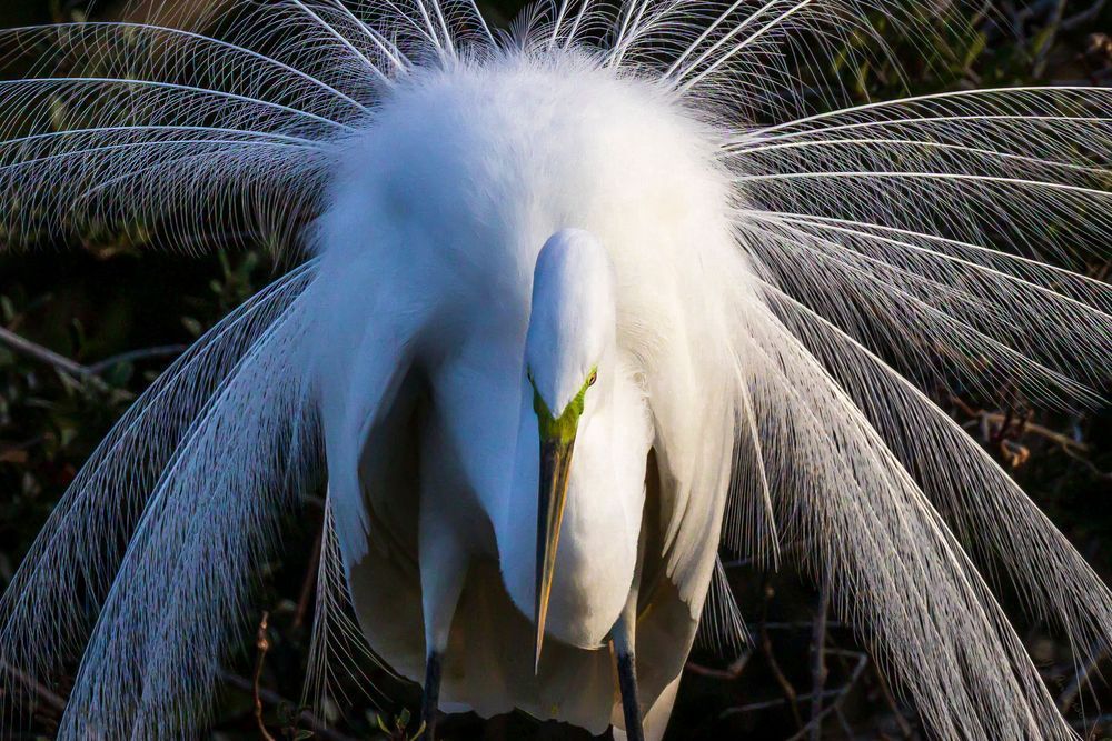 Great Egret Silk Plume