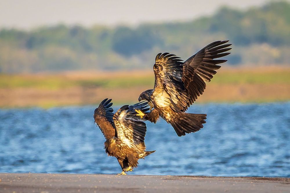 Eaglets Playing on the Beach