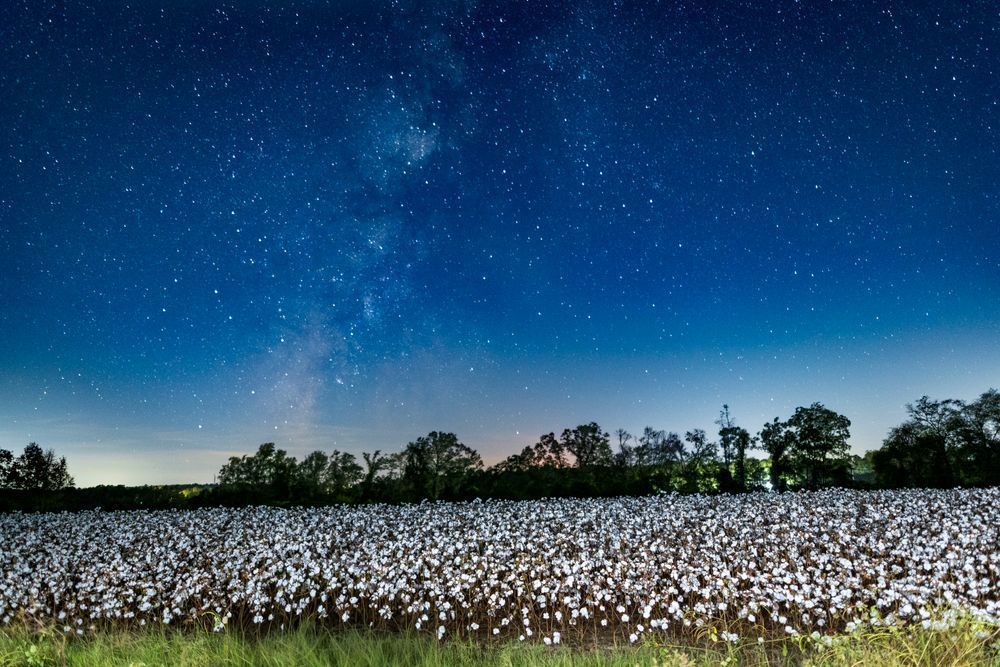 Cotton Dreams