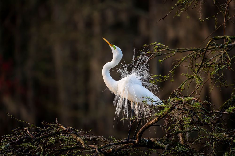 The Great Egret