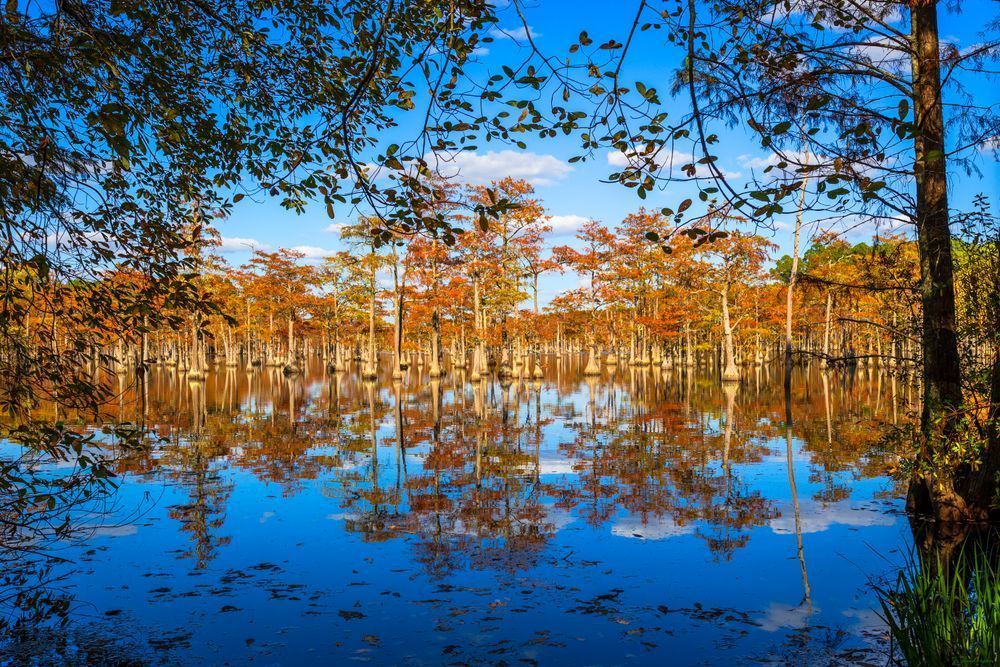 Parrish Mill Cypress Pond