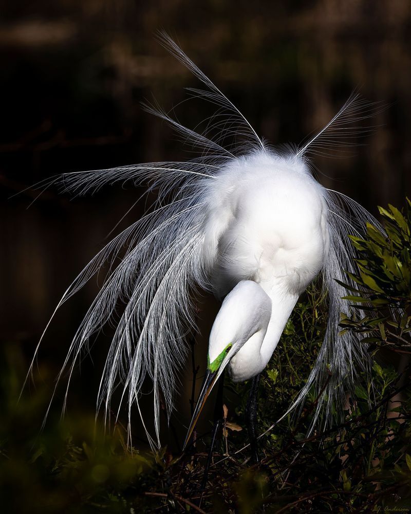 Great Egret Plumage