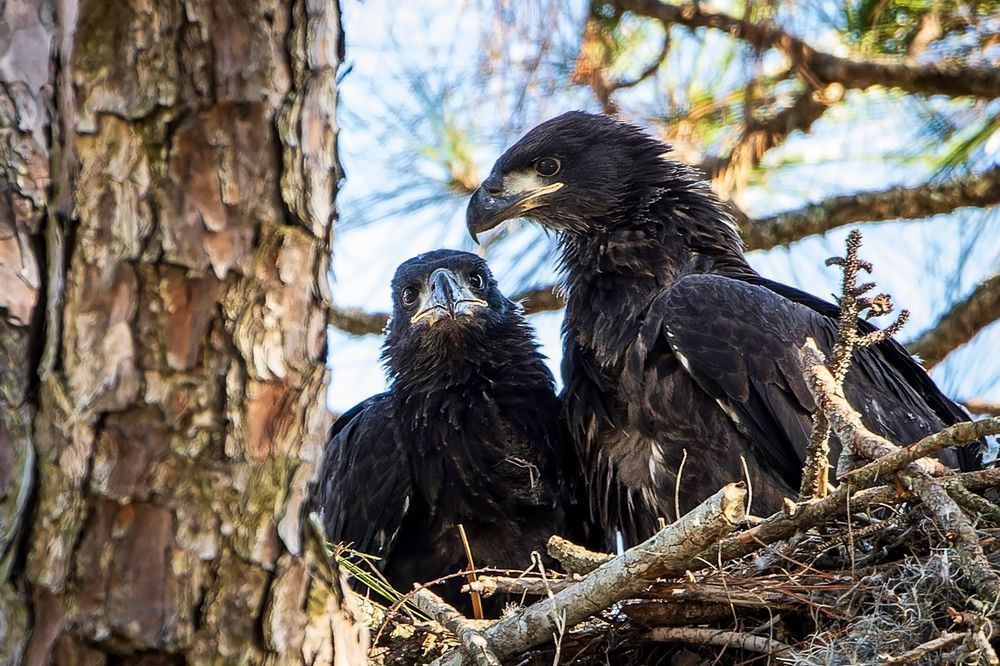Bald Eaglets