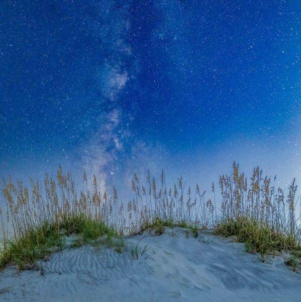 Sea Oats and Stars - LIMITED EDITION