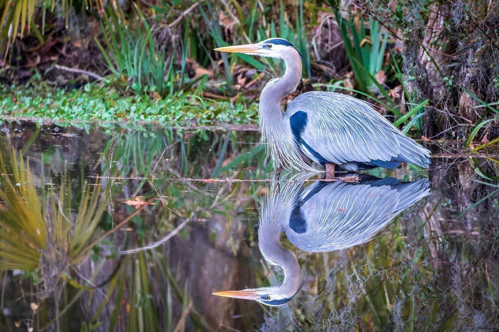 The Reflection Pond