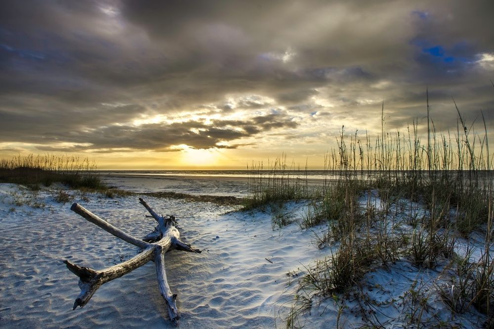 Driftwood and Dunes at Sunrise