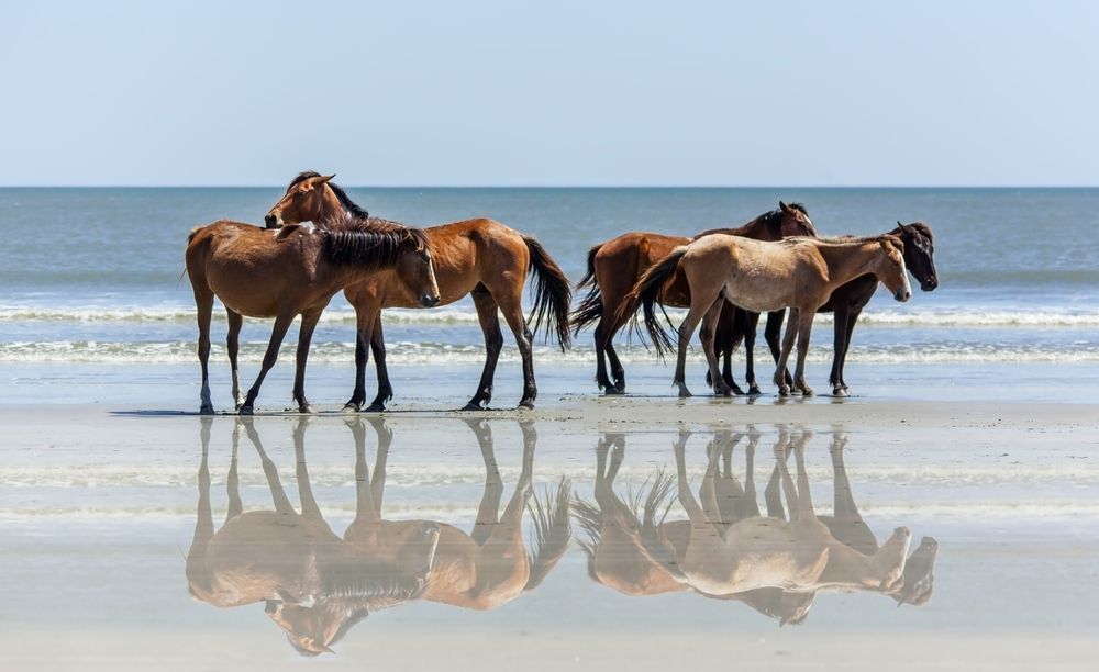 Wild Georgia Horses