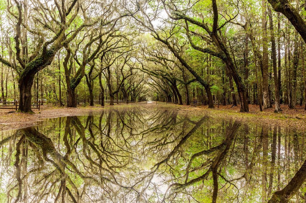 Wormsloe's Avenue of Oaks