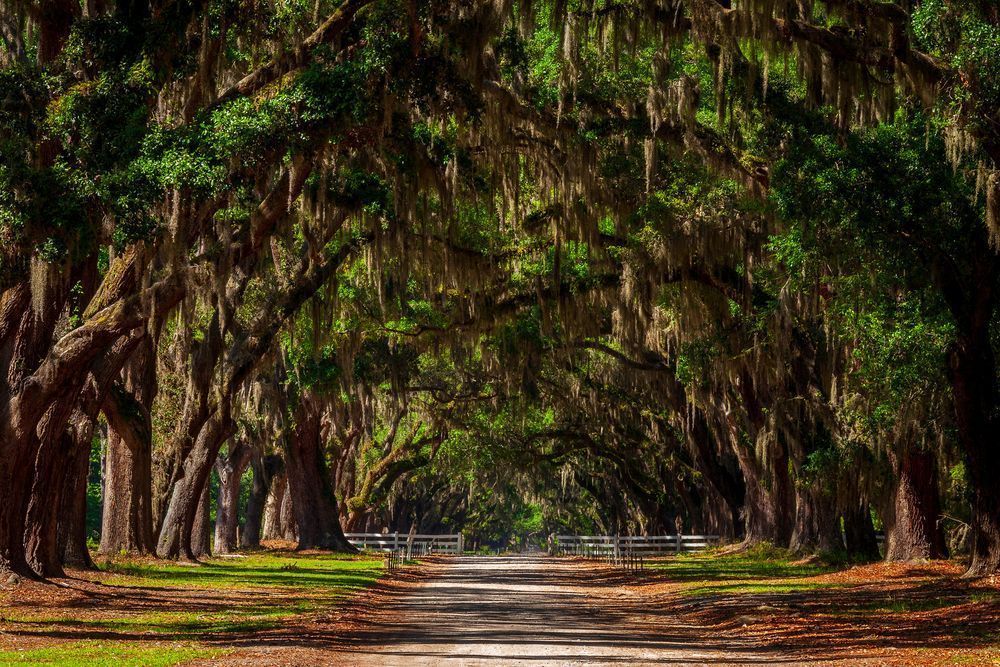 Wormsloe's Avenue of Oaks II