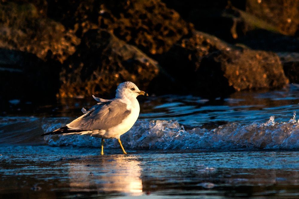 Ring-billed Gull Watercolor