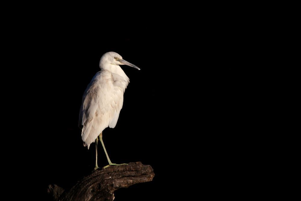 Juvenile Little Blue Heron 2
