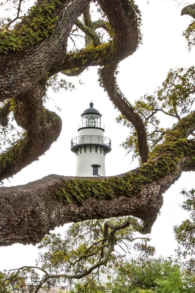 St. Simons Lighthouse with Oak