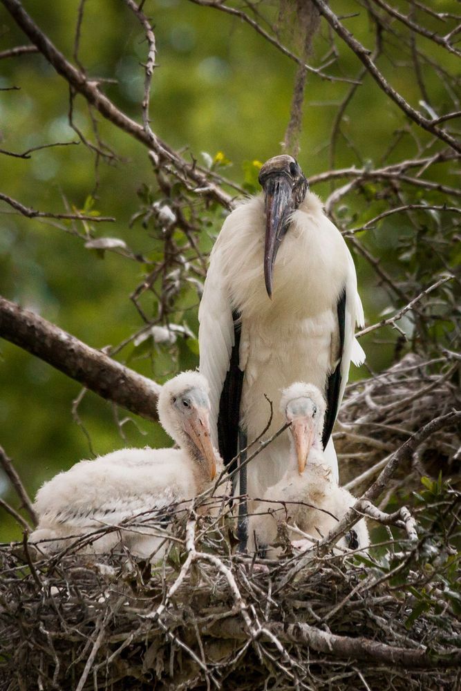 Wood Storks in the Nest