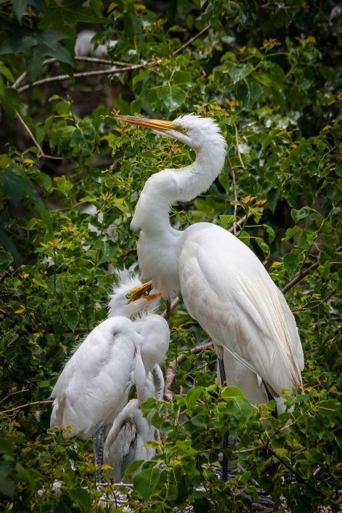 Great Egrets in the Nest