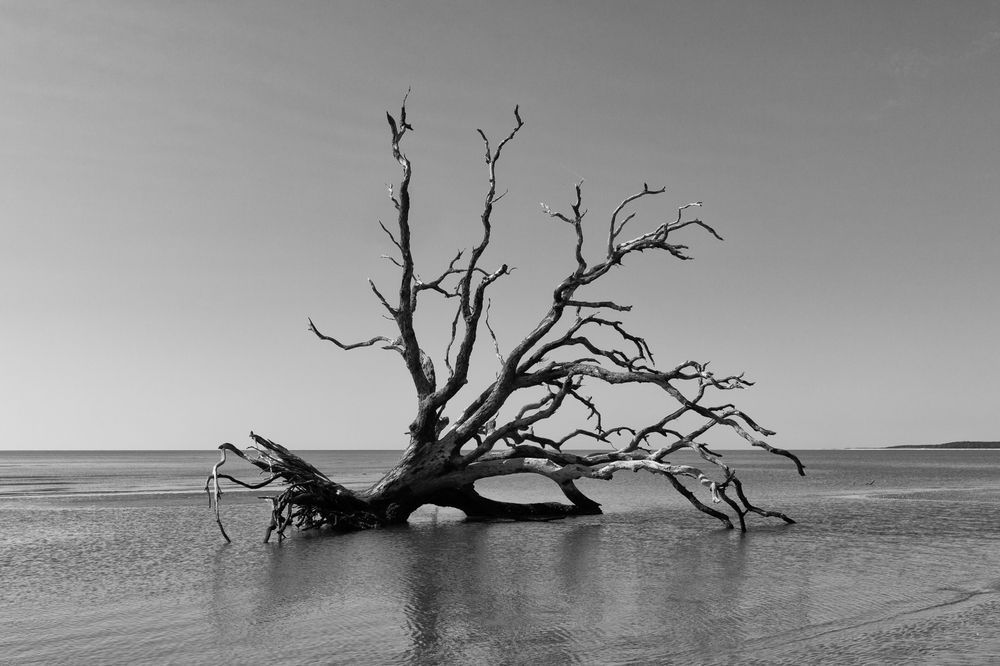 Ossabaw Driftwood B&W