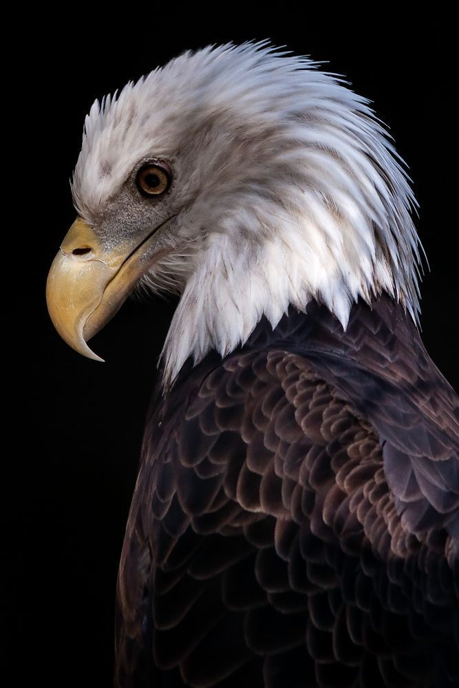 American Bald Eagle Portrait
