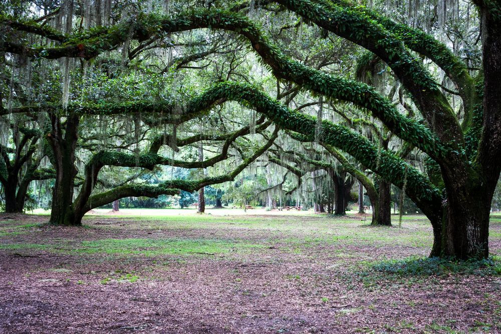 Historic Hofwyl-Broadfield Oaks