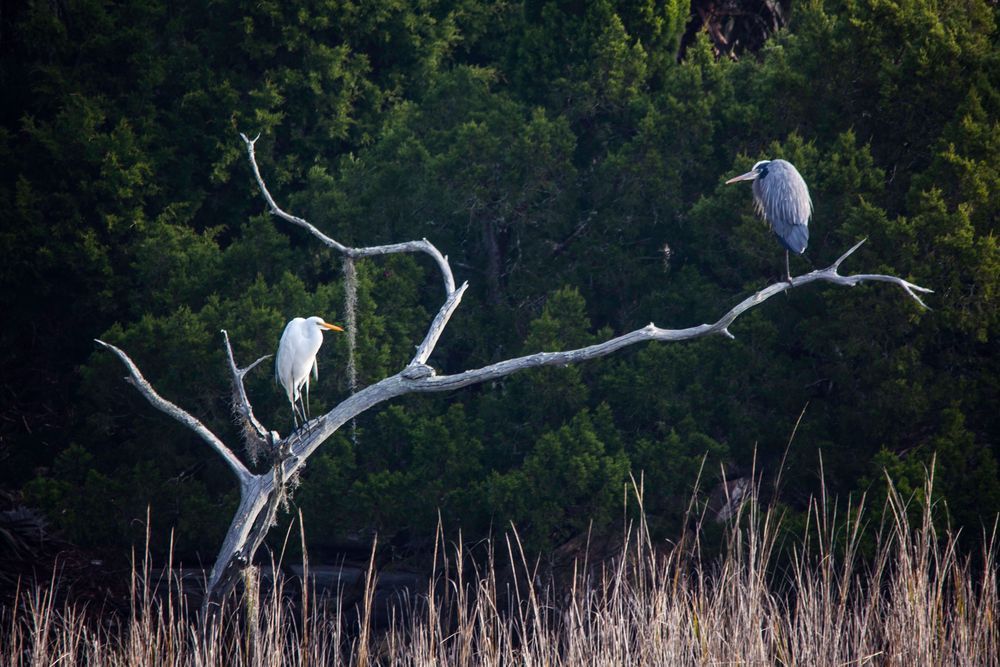 Great White and Great Blue