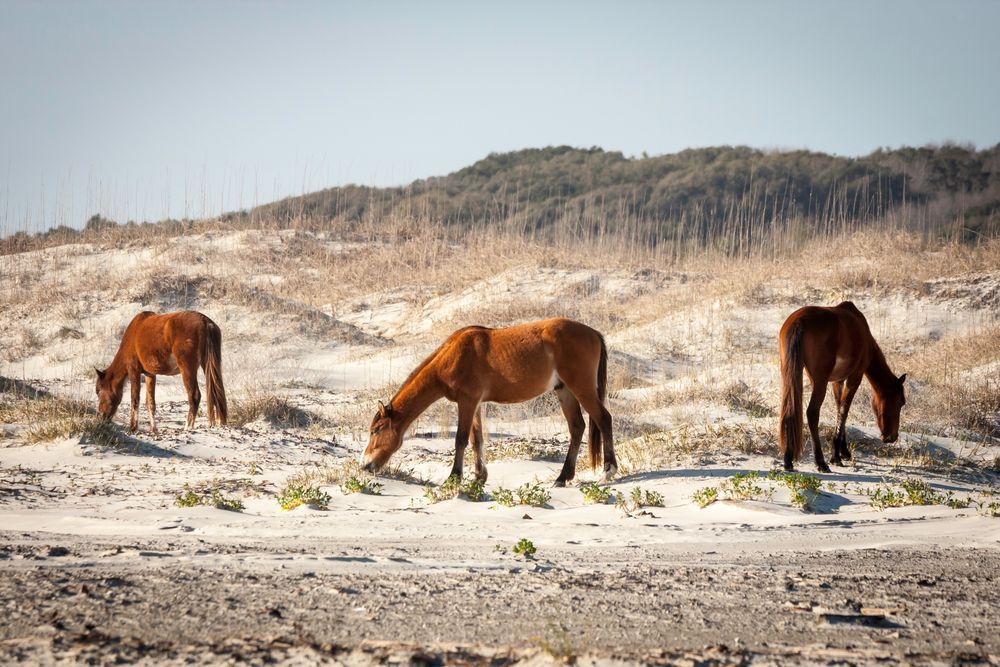 Wild Horses of Cumberland