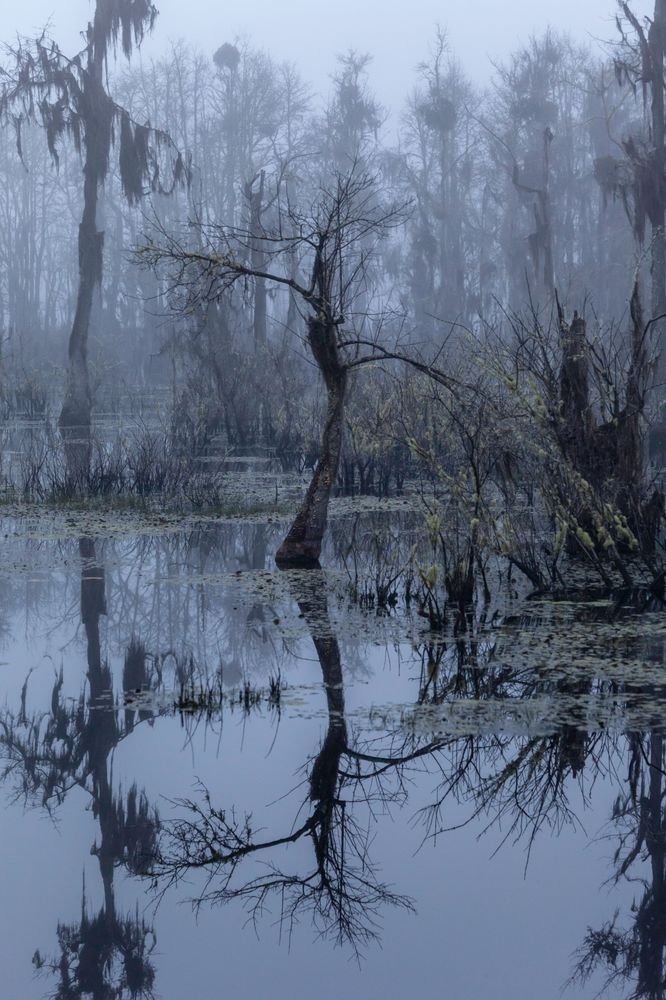Low Country Bayou