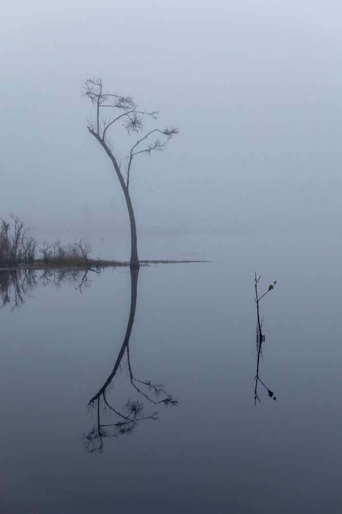 Reflections in the Fog