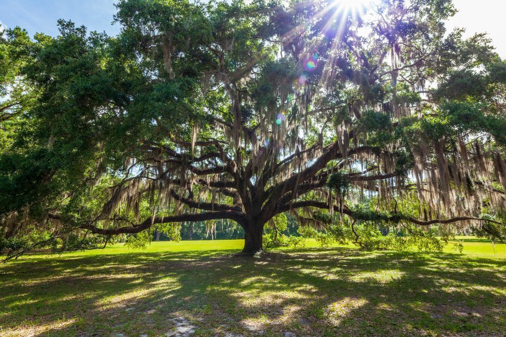 Hofwyl-Broadfield Oak in Color