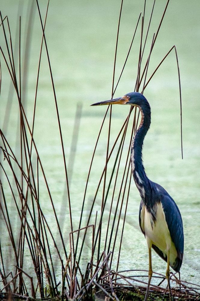 Tri-Colored Heron