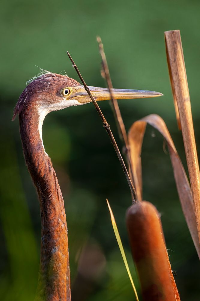 Tricolored in the Cattails