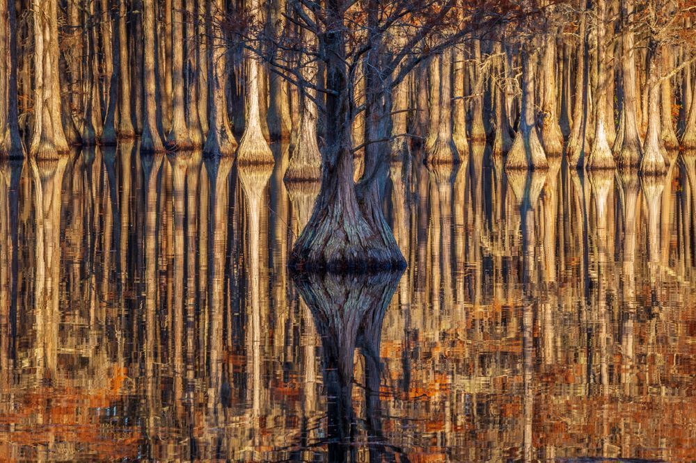 Cypress Tree Reflections