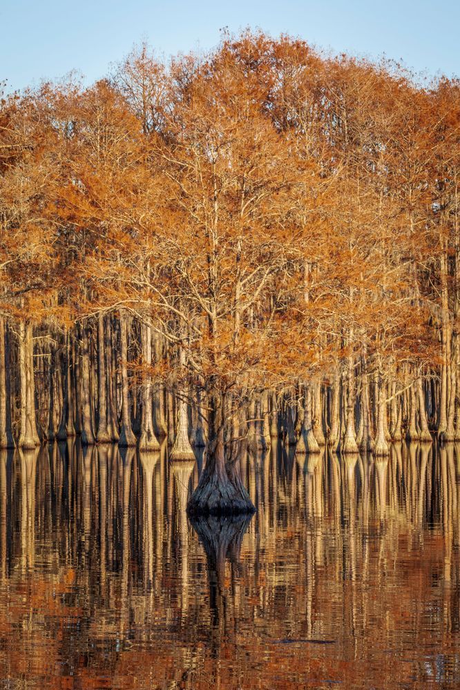 The Cypress Pond