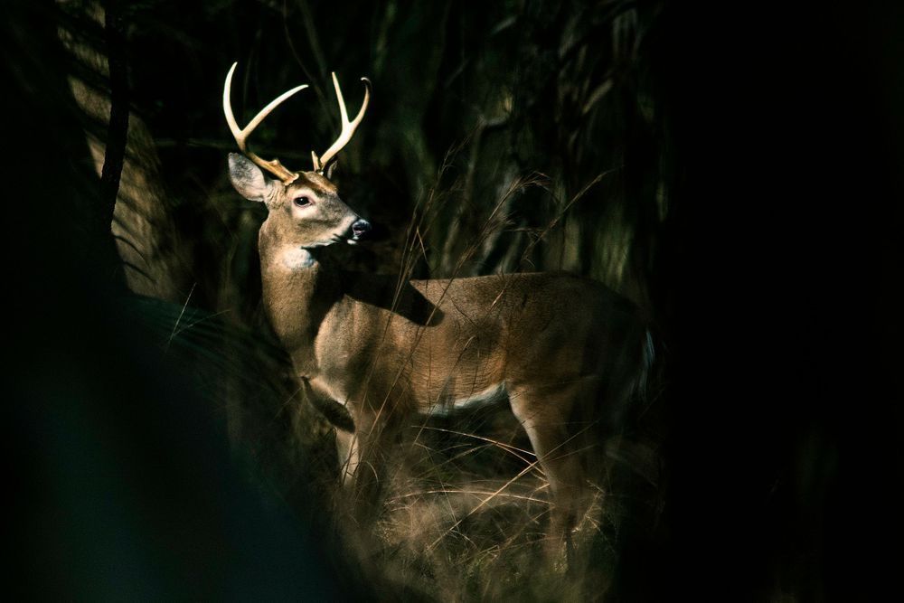 Buck in the Forest
