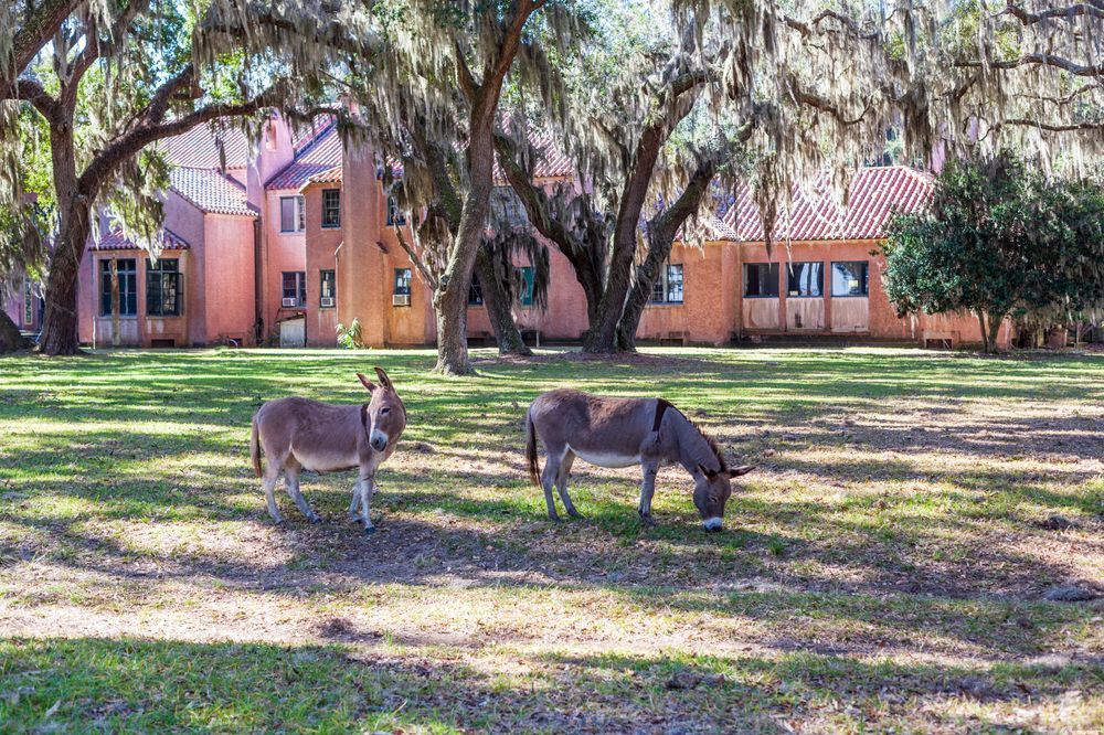 Ossabaw Donkeys at the Mansion