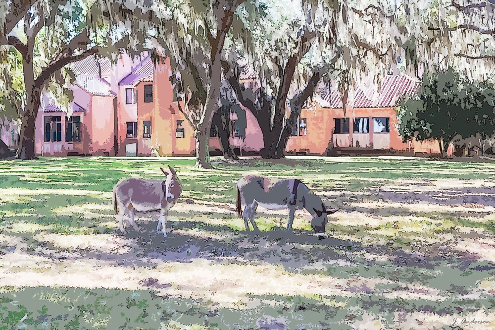 Ossabaw Donkeys at the Mansion Watercolor