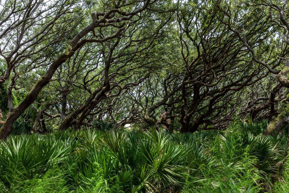 Cumberland Island Canopy 2