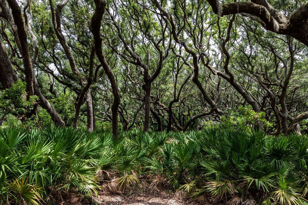 Cumberland Island Canopy