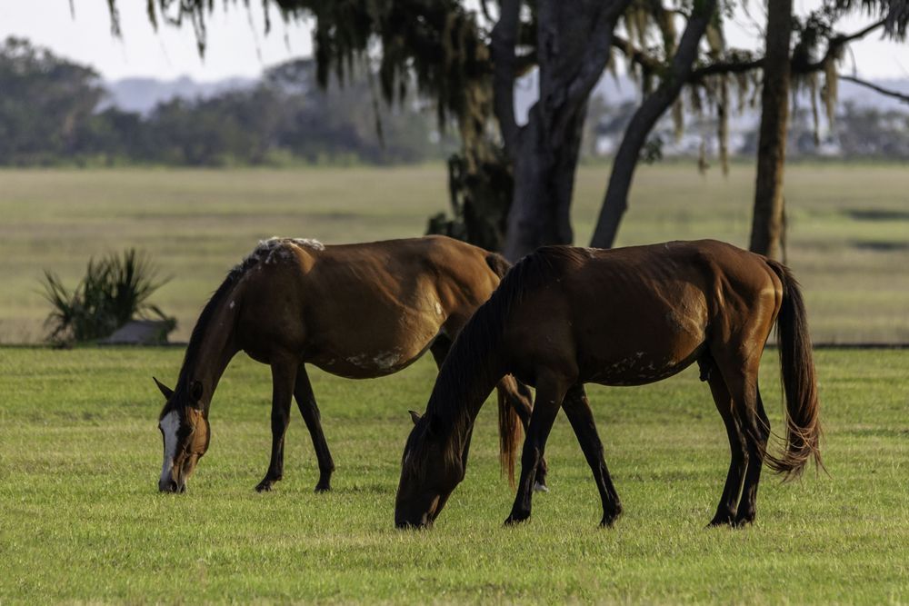 Wild Horses