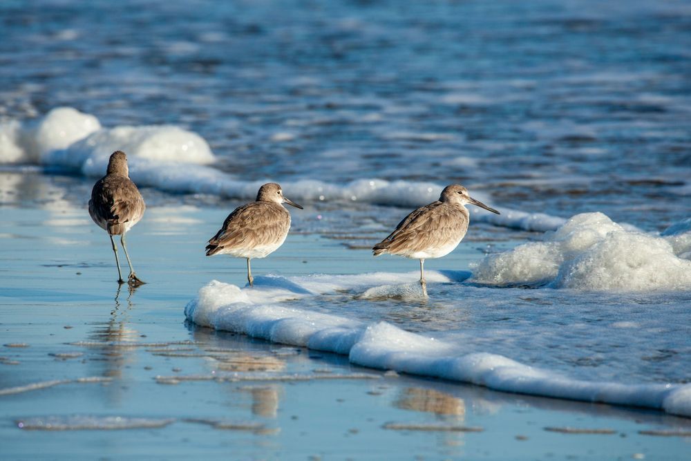 Willets in the Sea Foam