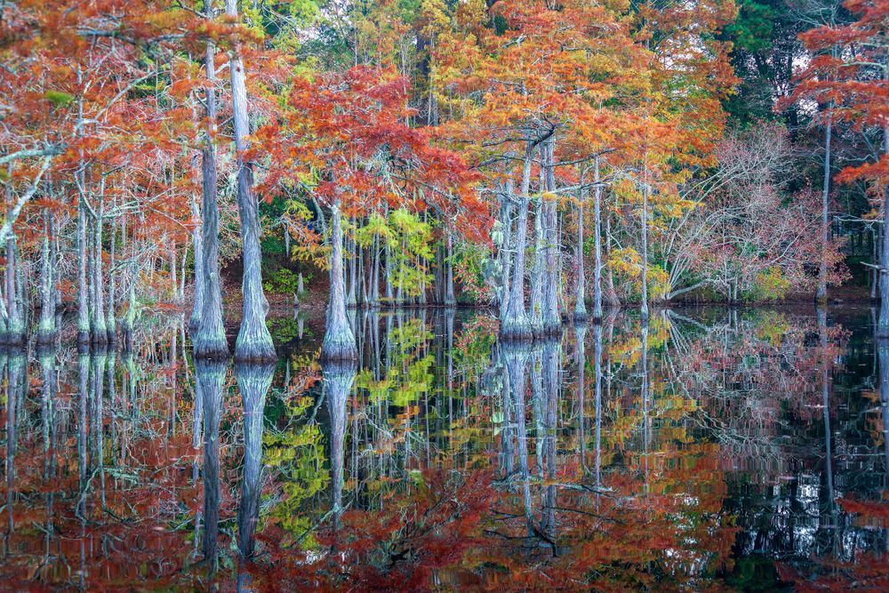 Fall Cypress