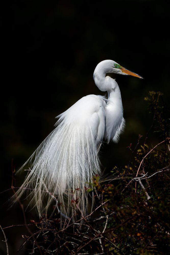 Great Egret Portrait 2