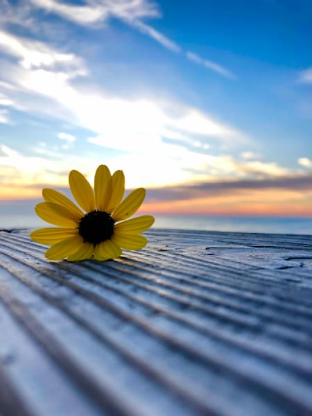 Dune Sunflower on the Crosswalk