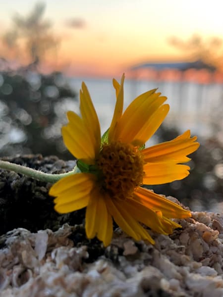 Sunflower Sunset