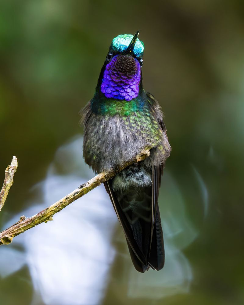 Magnificent Art | Birdman Co.