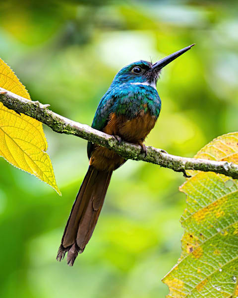 Jacamar Art | Birdman Co.