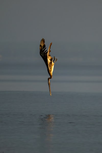 Sunrise Dive Art | Birdman Co.