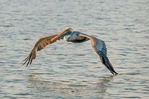 Surf Brigade Auction Art | Birdman Co.