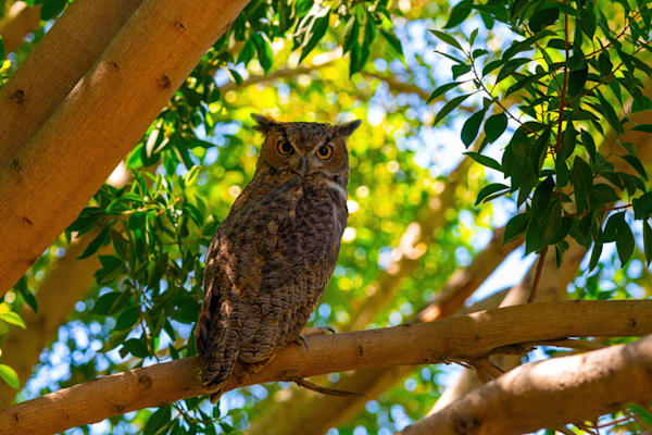 Az Great Horned Owl Art | Birdman Co.