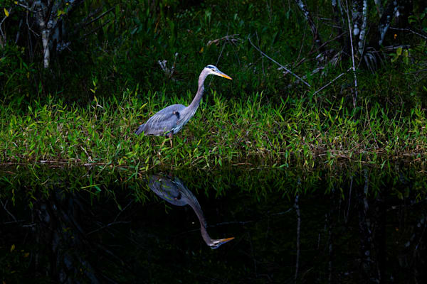 Crew Great Blue Heron Art | Birdman Co.