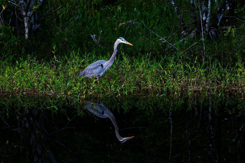 Crew Great Blue Heron Art | Birdman Co.